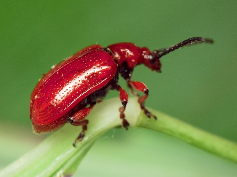 Lilioceris merdigera (Linnaeus, 1758)